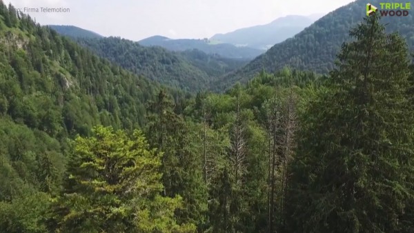 Building with wood for a sustainable future